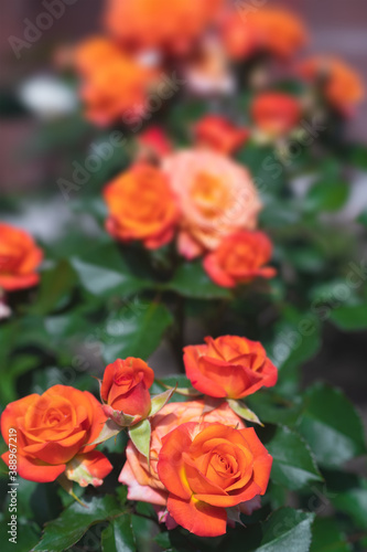 Orange rose flower on a green blur background. © Grigoriy Lukyanov