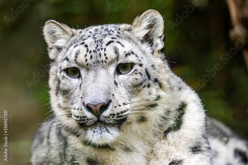 Portrait of a resting female Snow leopard, Panthera uncia