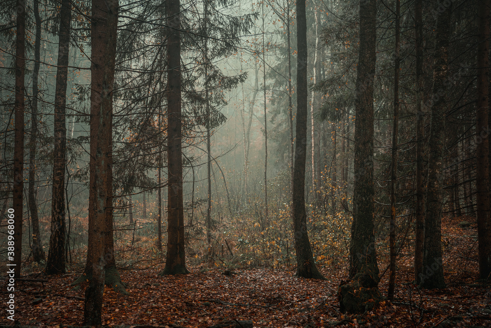 Obraz premium Moody, empty forest background on a foggy morning with copy space