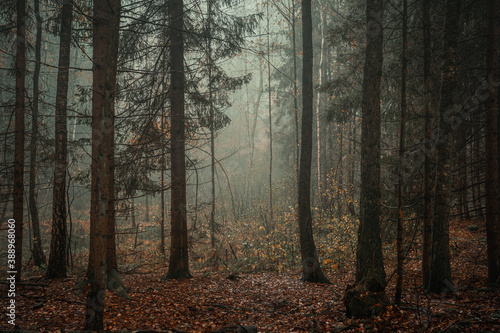 Moody, empty forest background on a foggy morning with copy space © rangizzz