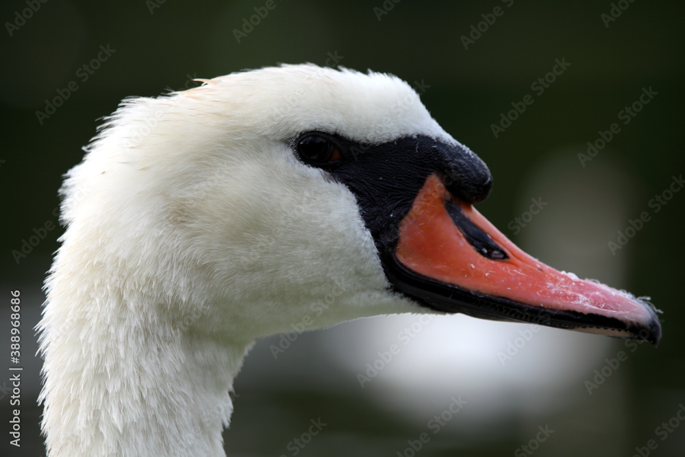 Fototapeta premium Mute swan (Cygnus olor) Cygne tuberculé