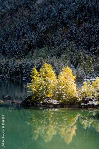 Fototapeta Naklejka Na Ścianę i Meble -  yellow larch in autumn at Lac de Derborence in valais