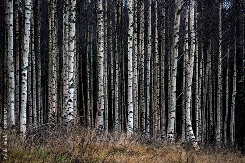 forest in the woods, sweden © Mats
