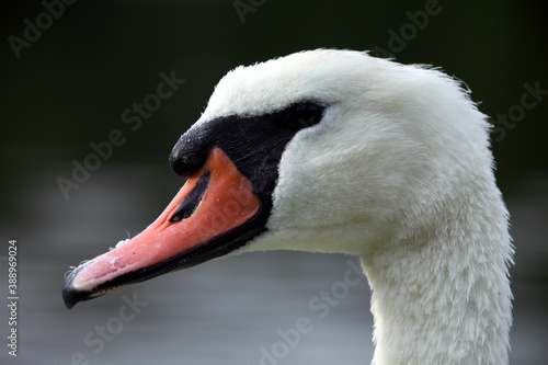 Mute swan (Cygnus olor) Cygne tuberculé