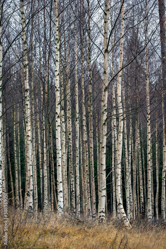 forest in autumn, sweden