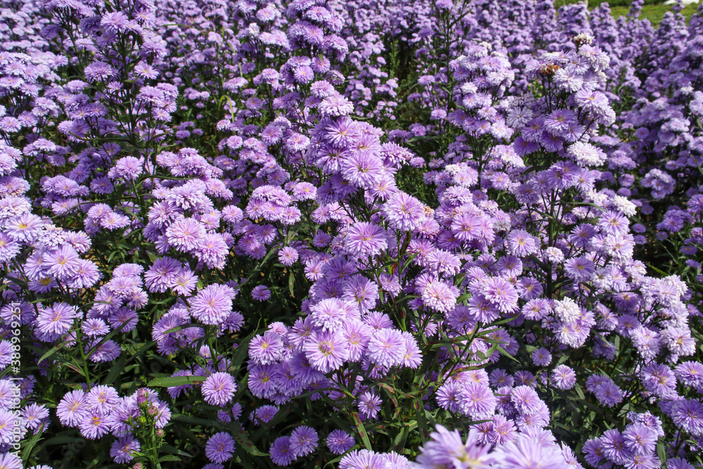 Purple margaret flowers blooming on the mountain in the morning Purple margaret flowers blooming on the mountain in the morning