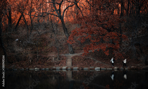 autumn trees in city park