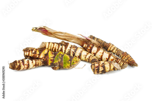Fresh Acorus calamus (also called sweet flag or calamus) roots isolated on white background