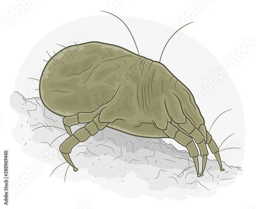 Dust mite illustration