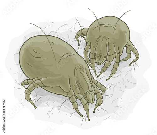 Dust mites illustration