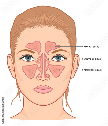 Sinuses anatomy medical diagram.