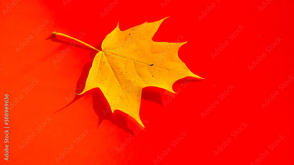   yellow maple leaf lies on a red background                             
