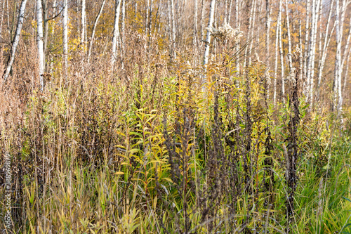 Autumn day in the forest.