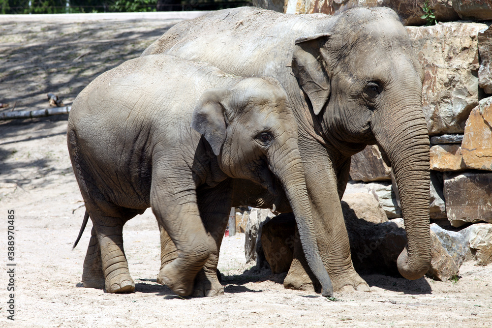 Fototapeta premium Eléphant d'Asie (Elephas maximus)
