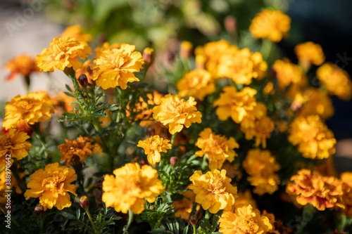 Vivid yellow tagetes flower in blossom in garden