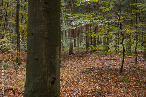Fall.. Autums. Fall colors. Forest Echten Drenthe Netherlands.