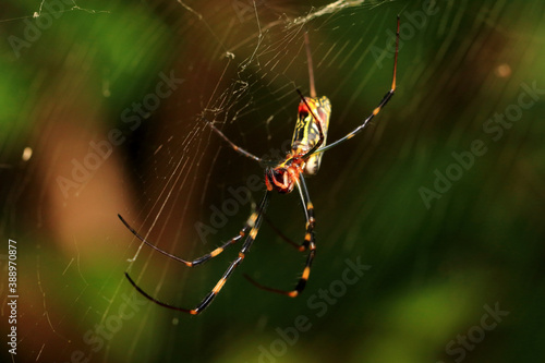 Side View of The Spider (Nephila Clavata)