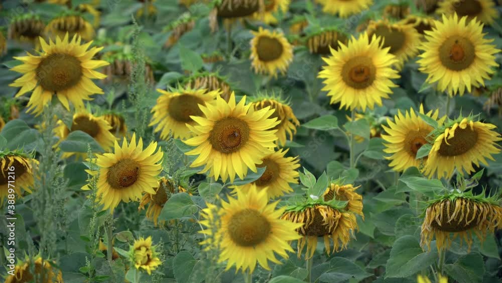 Field of blooming sunflowers on a background of blue sky and clouds. Agricultural crops grown to produce sunflower oil. Field of blooming sunflowers on a background of blue sky and clouds. Agricultural crops grown to produce sunflower oil.