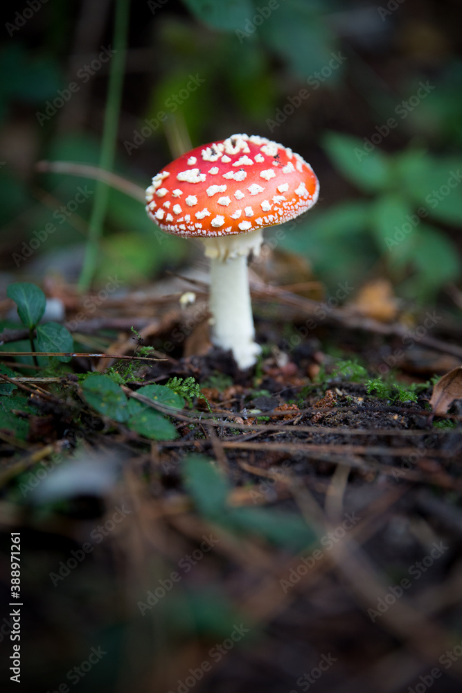 A red capped toadstool on woodland floor with copy space A red capped toadstool on woodland floor with copy space