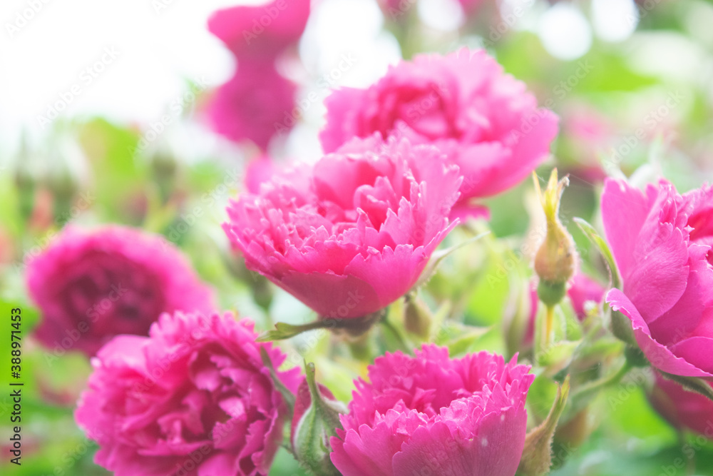 Obraz premium pink roses in the garden