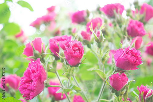 Wallpaper Mural pink roses in the garden Torontodigital.ca