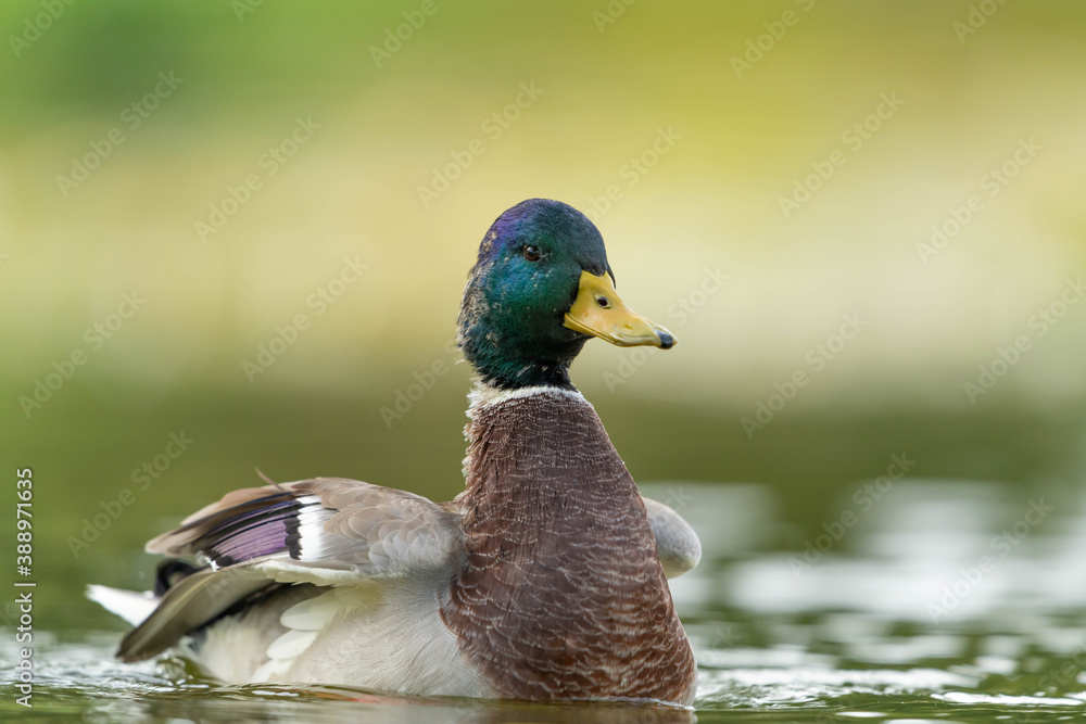 Fototapeta premium Wild Duck