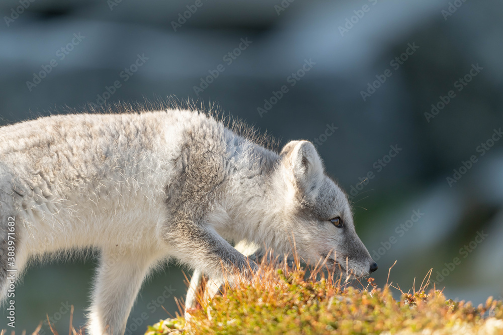 Artic Fox Artic Fox