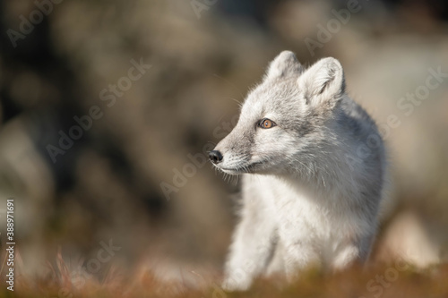 Artic Fox  © Florin Andrei