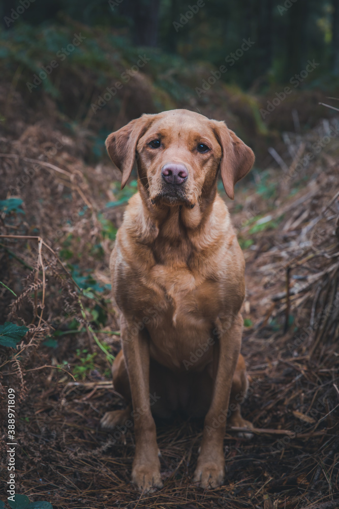 A working Labrador retriver gun dog in woodland countryside A working Labrador retriver gun dog in woodland countryside