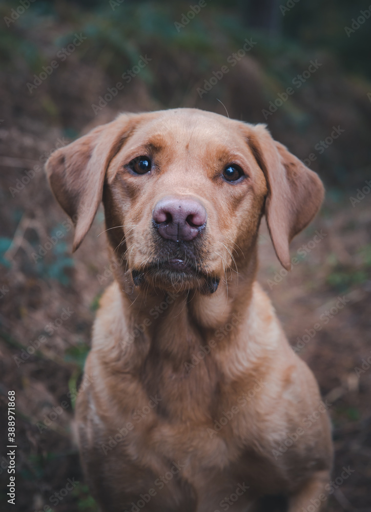 A working Labrador retriver gun dog in woodland countryside