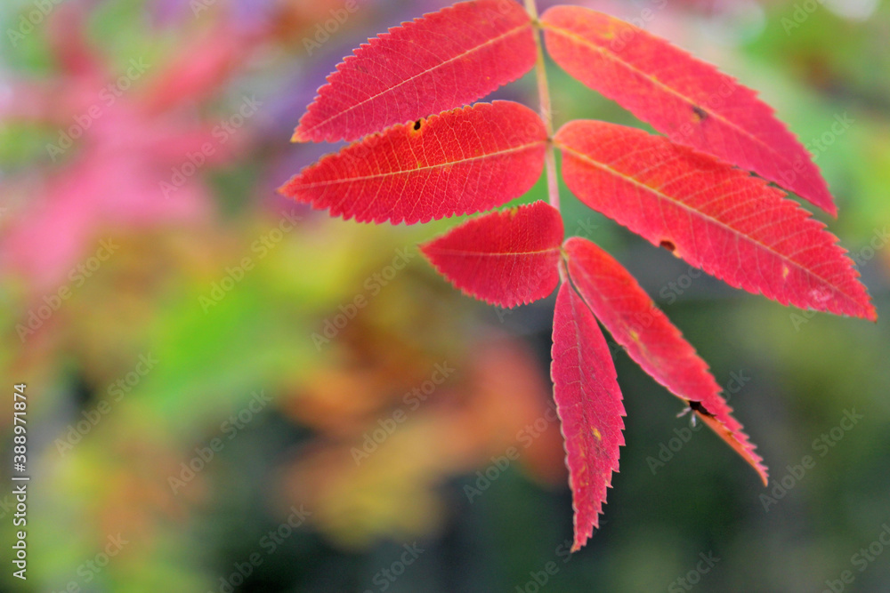 Red mountain ash leaves in autumn Red mountain ash leaves in autumn