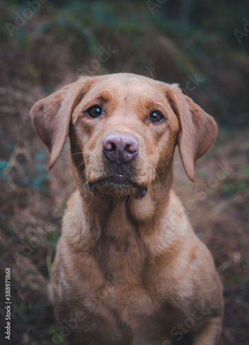 A working Labrador retriver gun dog in woodland countryside © teamjackson