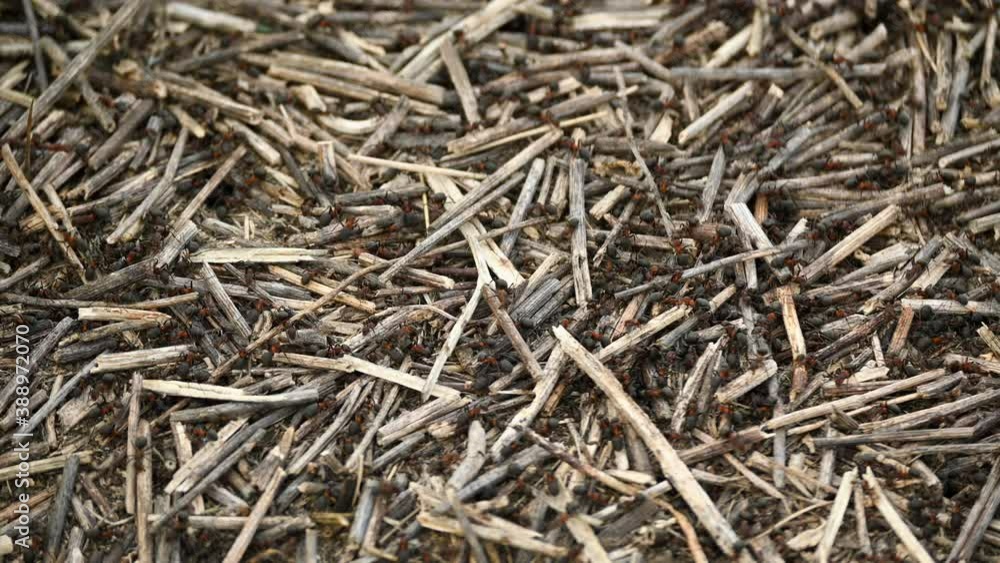 Macro. Ants in the busy anthill. Insects in the wild nature 4k footage Macro. Ants in the busy anthill. Insects in the wild nature 4k footage