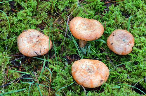 Lactarius deliciosus, an edible wild mushroom prized for its flavor