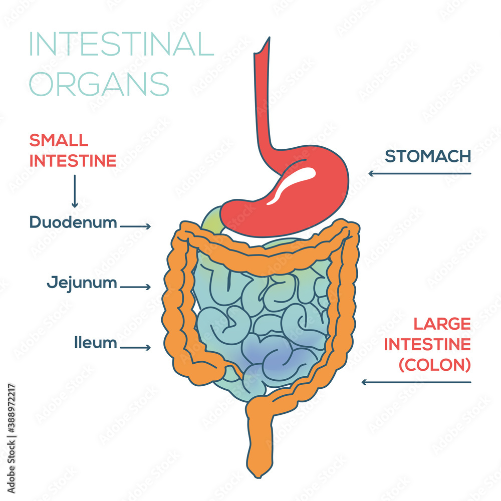 Anatomy Of Intestinal Organs Image Of Stomach Rectum Small Large 