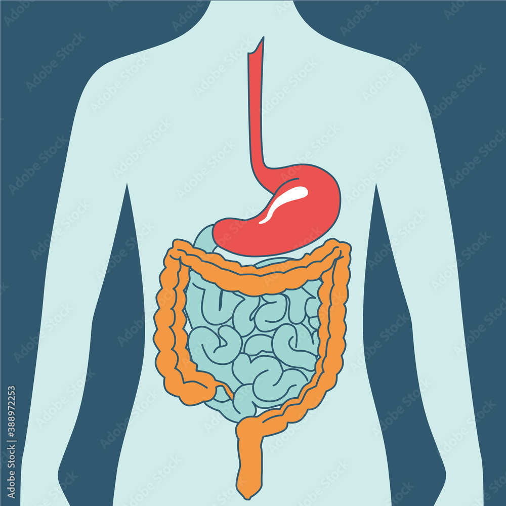 Anatomy of intestinal organs, Image of stomach, rectum, small, large ...