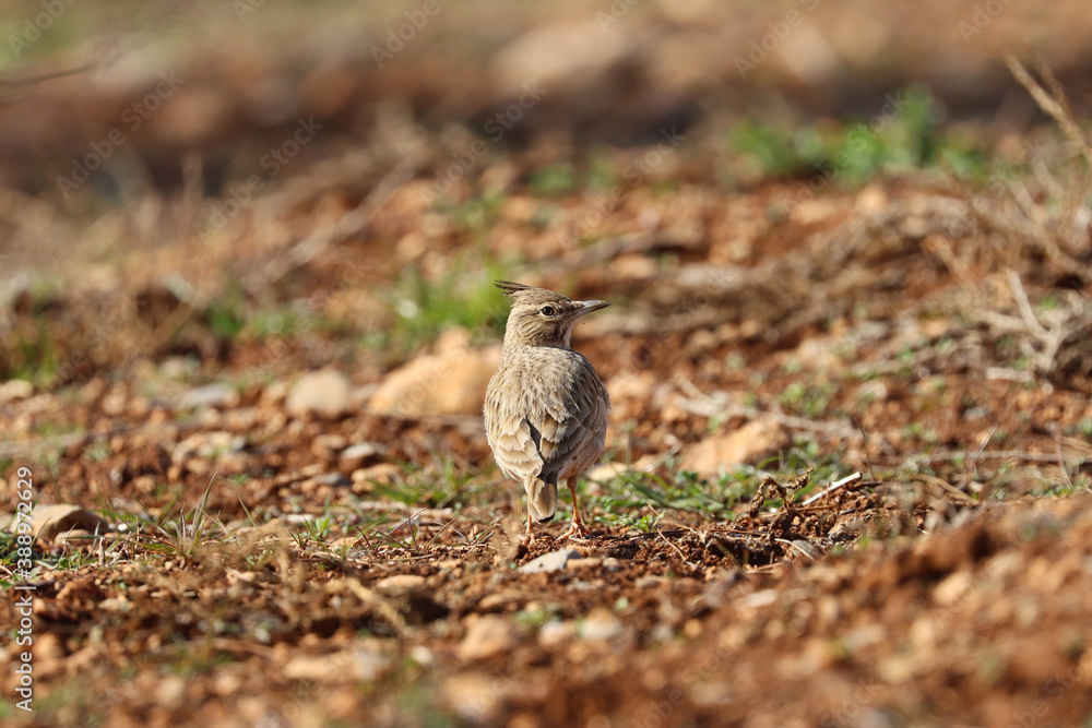 wonderful shots of the endangered Crested Lark bird in a sunny hot weather ( Galerida cristata ) wonderful shots of the endangered Crested Lark bird in a sunny hot weather ( Galerida cristata )