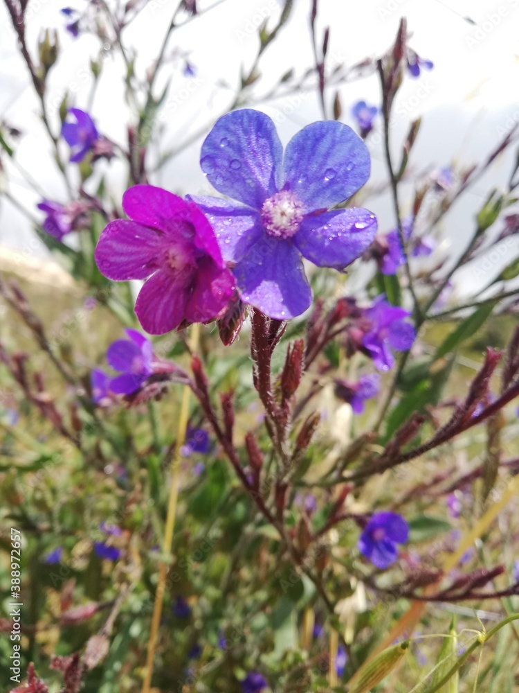 Purple and pink flowers Purple and pink flowers