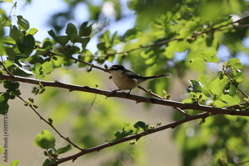 Masked Shrike bird standing in the shade perched on tree branch ( Lanius nubicus )
 photo