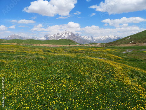 field of yellow flowers, green meadows and mountains, blue sky 