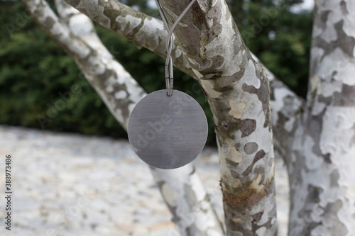 lacebark pine, white barked pine, Pinus bungeana tree. photo