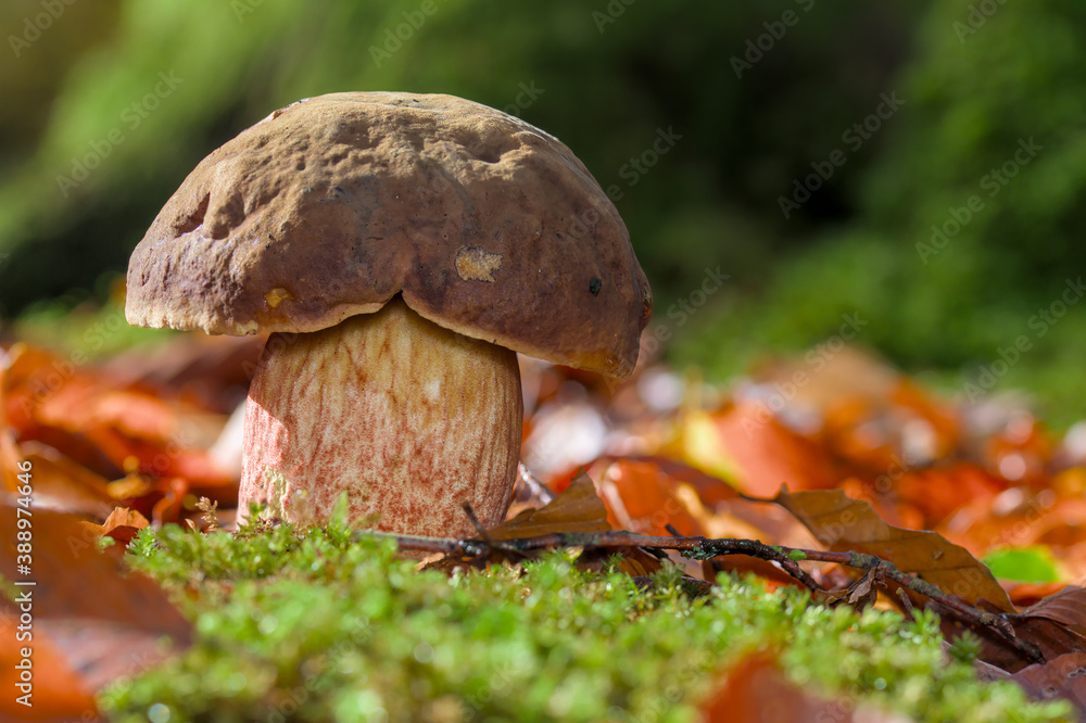 Penny Bun, Boletus edulis, Growing Wild On A Forest Floor Among Leaves. UK Penny Bun, Boletus edulis, Growing Wild On A Forest Floor Among Leaves. UK