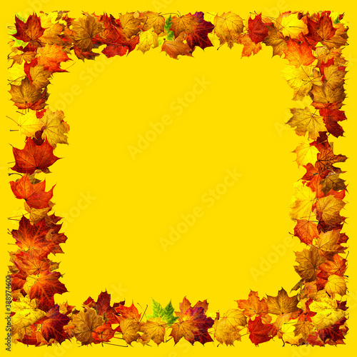 Colorful autumn leaves isolated on yellow background. Border frame of maple leaves.