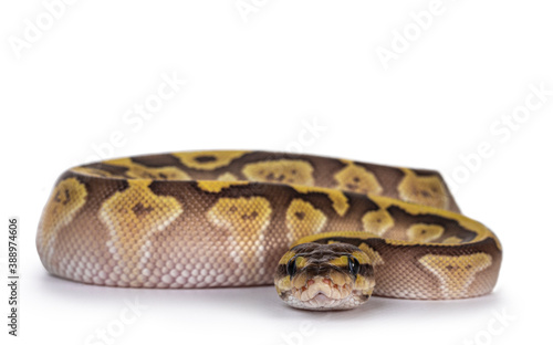 Baby female Lesser Pastel Ballpython aka Python Regius. Frobt view. Isolated on white background.