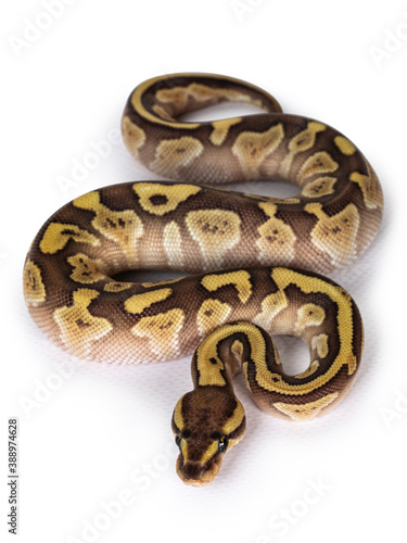 Baby female Lesser Pastel Ballpython aka Python Regius. Top view. Isolated on white background.