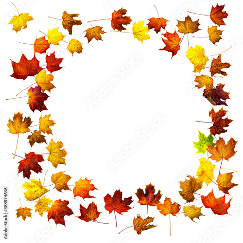 Colorful autumn leaves isolated on white background. Border frame of maple leaves.