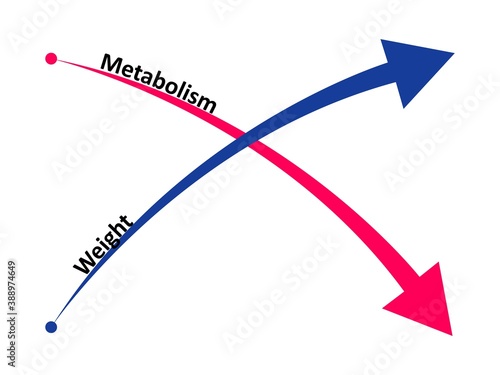 Slow down metabolism and weight gain. The ratio of metabolism to weight gain. Vector