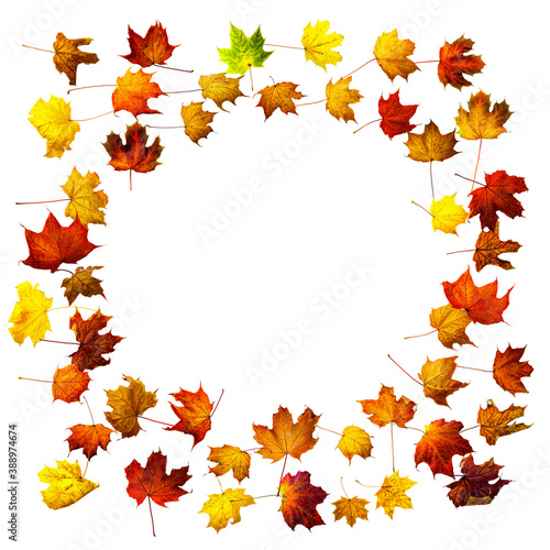 Colorful autumn leaves isolated on white background. Border frame of maple leaves.