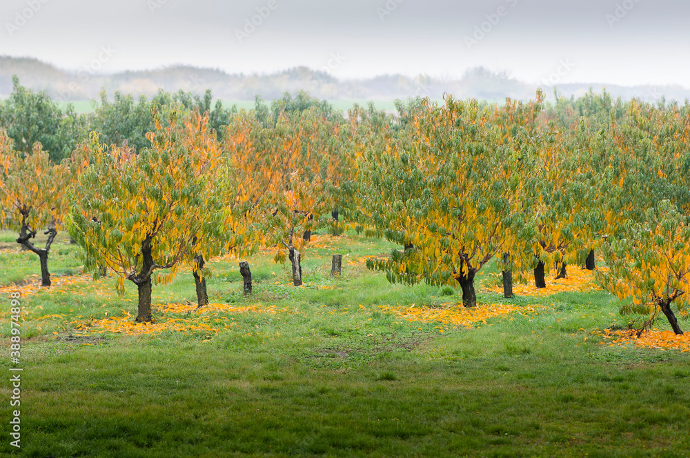 peach orchard in early autumn