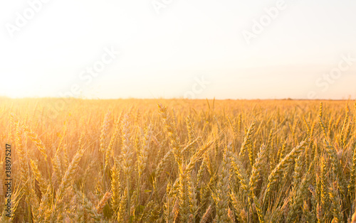 field of golden spikes and bright sun